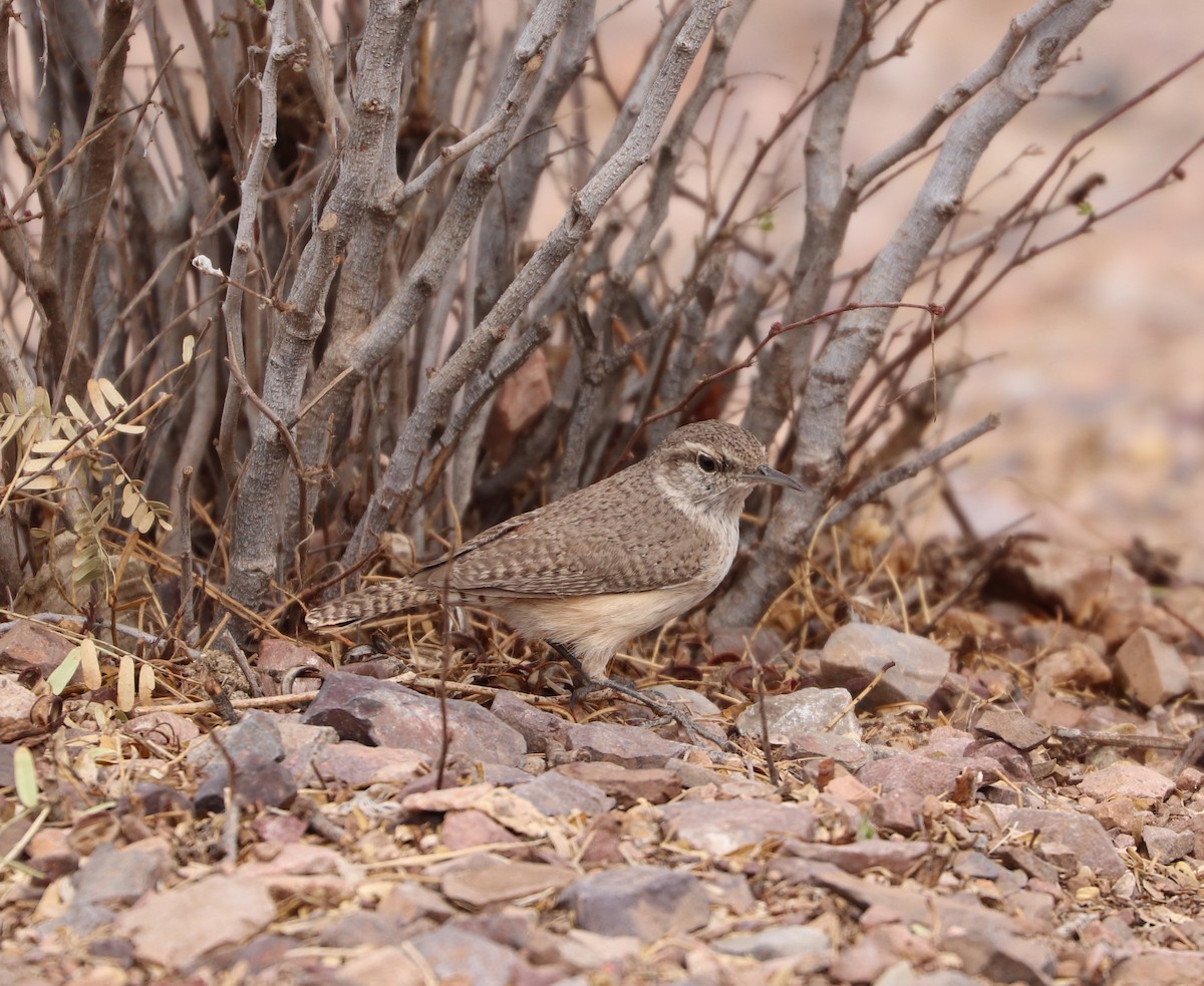 Rock Wren - ML89567731