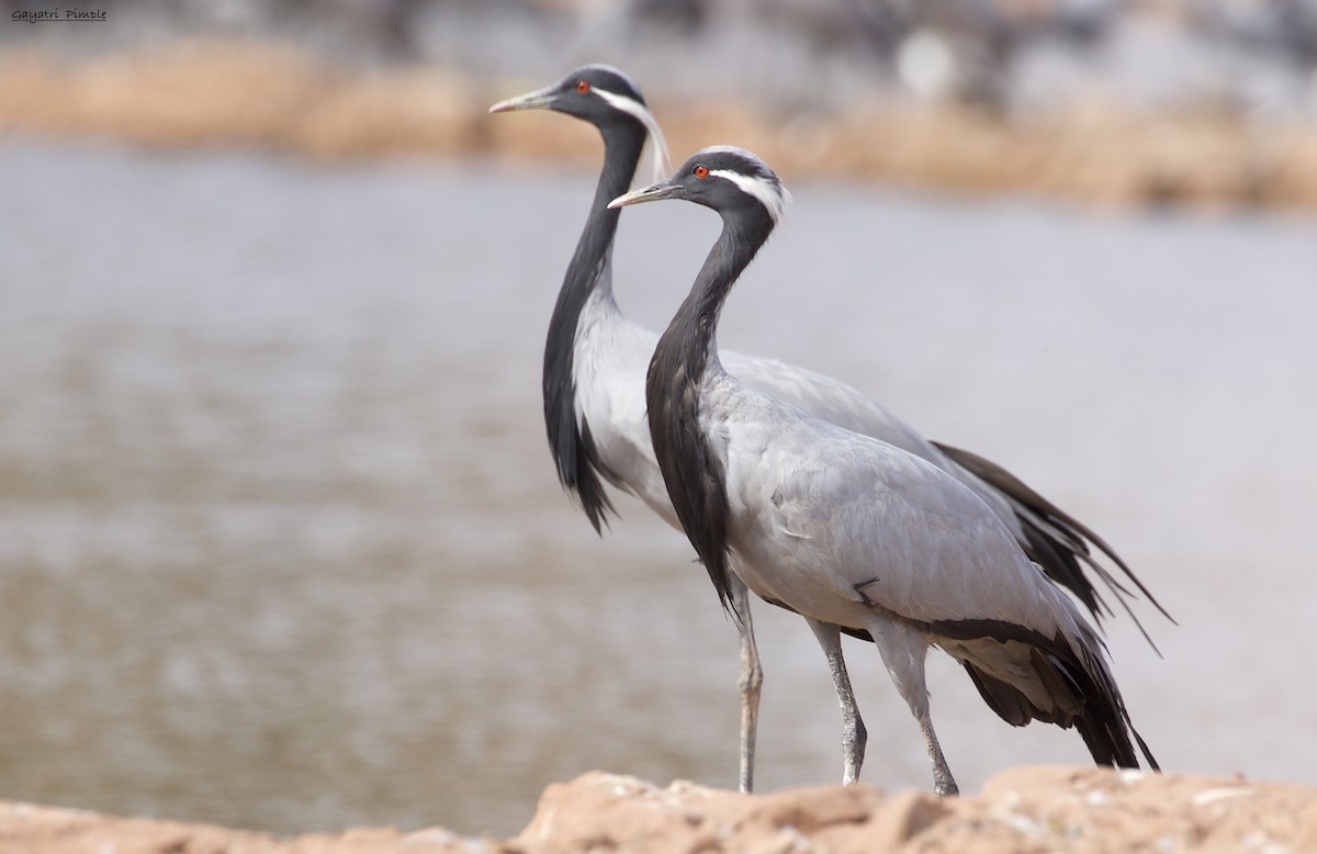 Demoiselle Crane - ML89568031