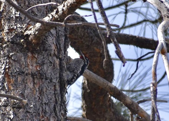 Red-naped Sapsucker - ML89569041