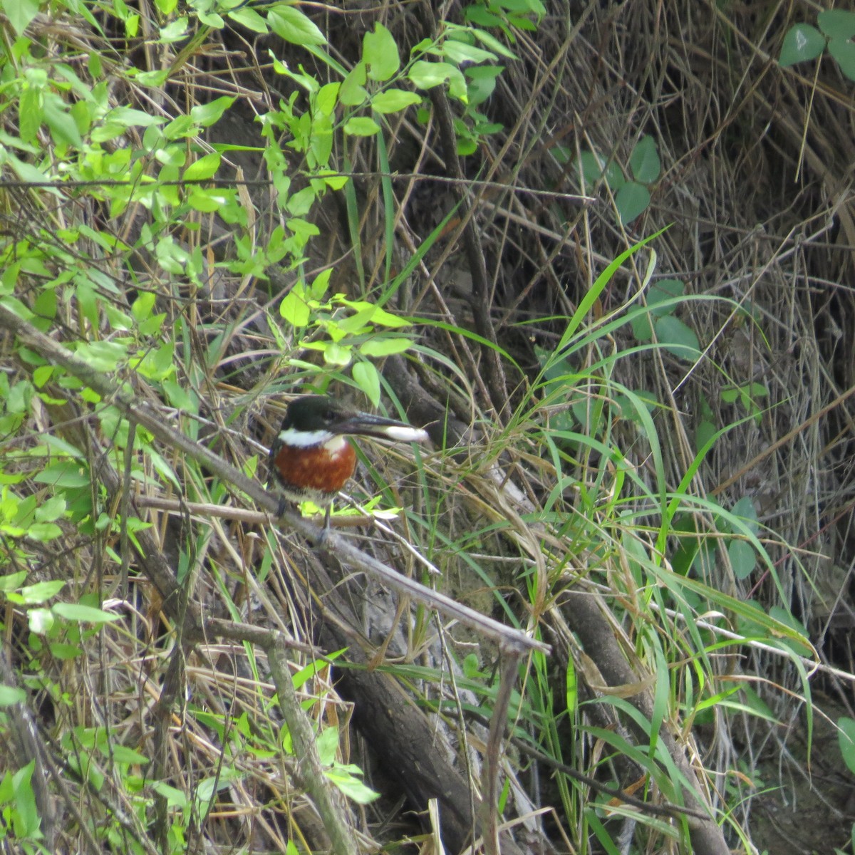 Green Kingfisher - ML89569241