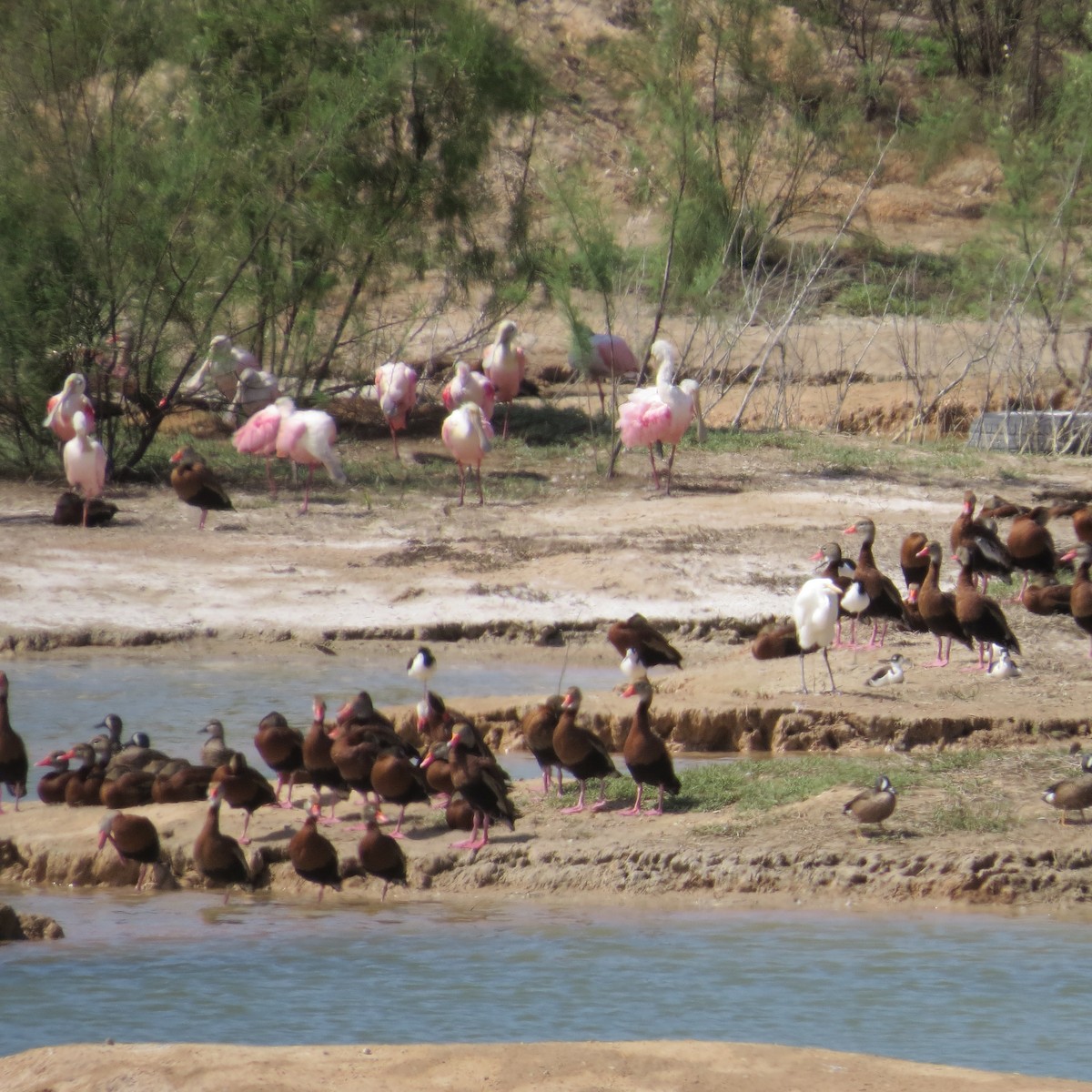 Roseate Spoonbill - ML89569921