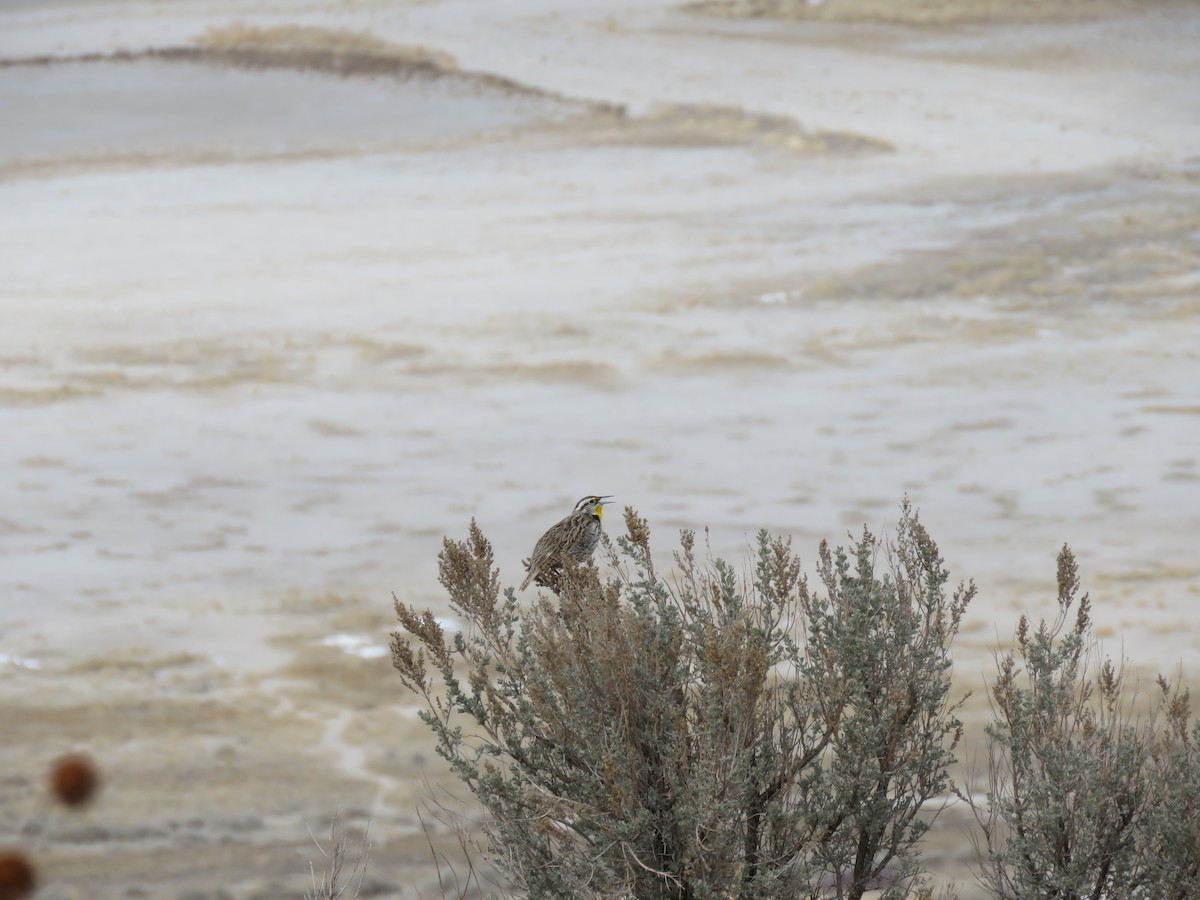 Western Meadowlark - ML89570961