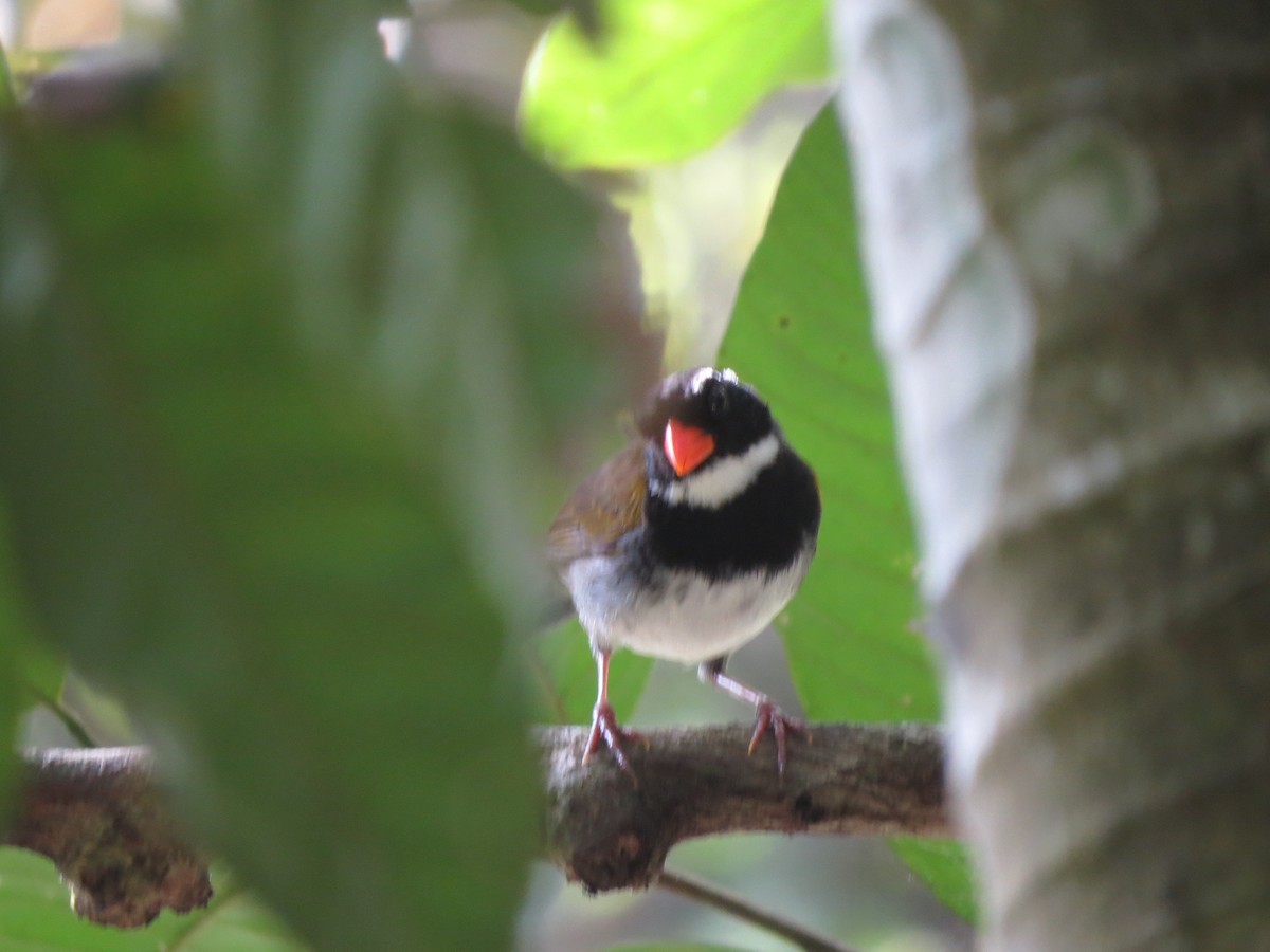 Orange-billed Sparrow - Karen Halliday