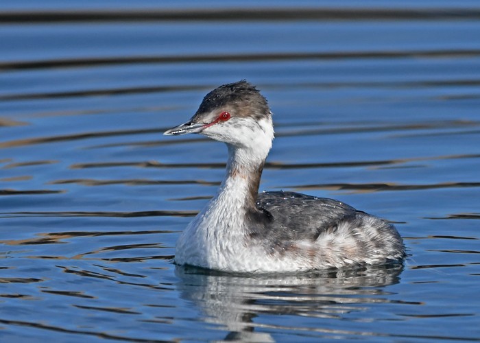 Horned Grebe - MJ OnWhidbey