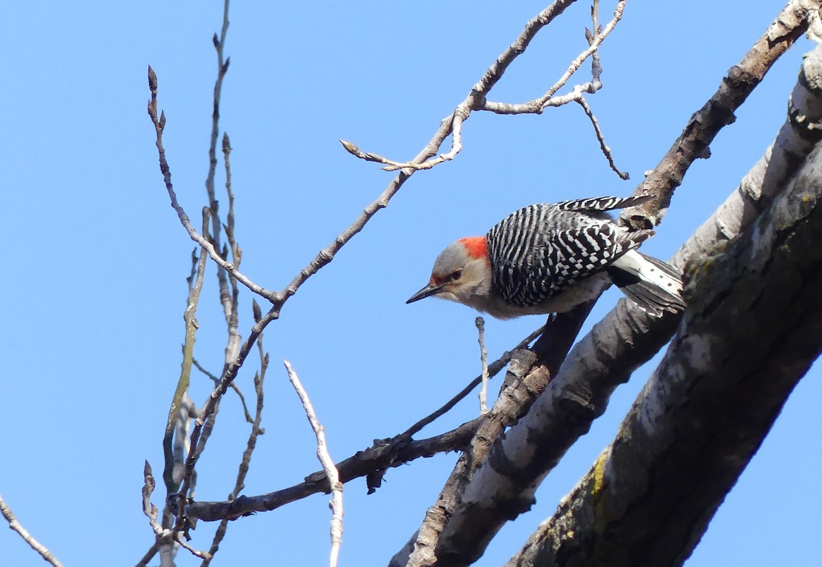 Red-bellied Woodpecker - ML89575651