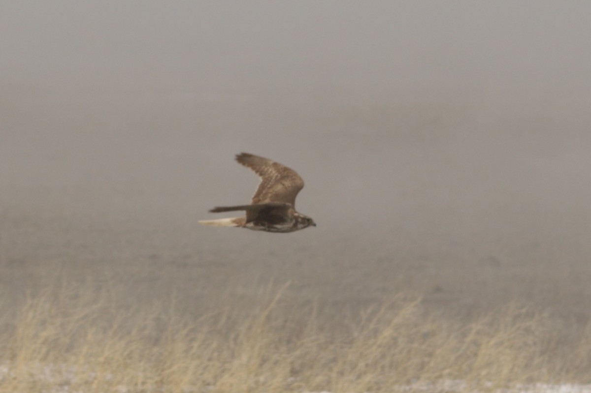 Prairie Falcon - ML89575781