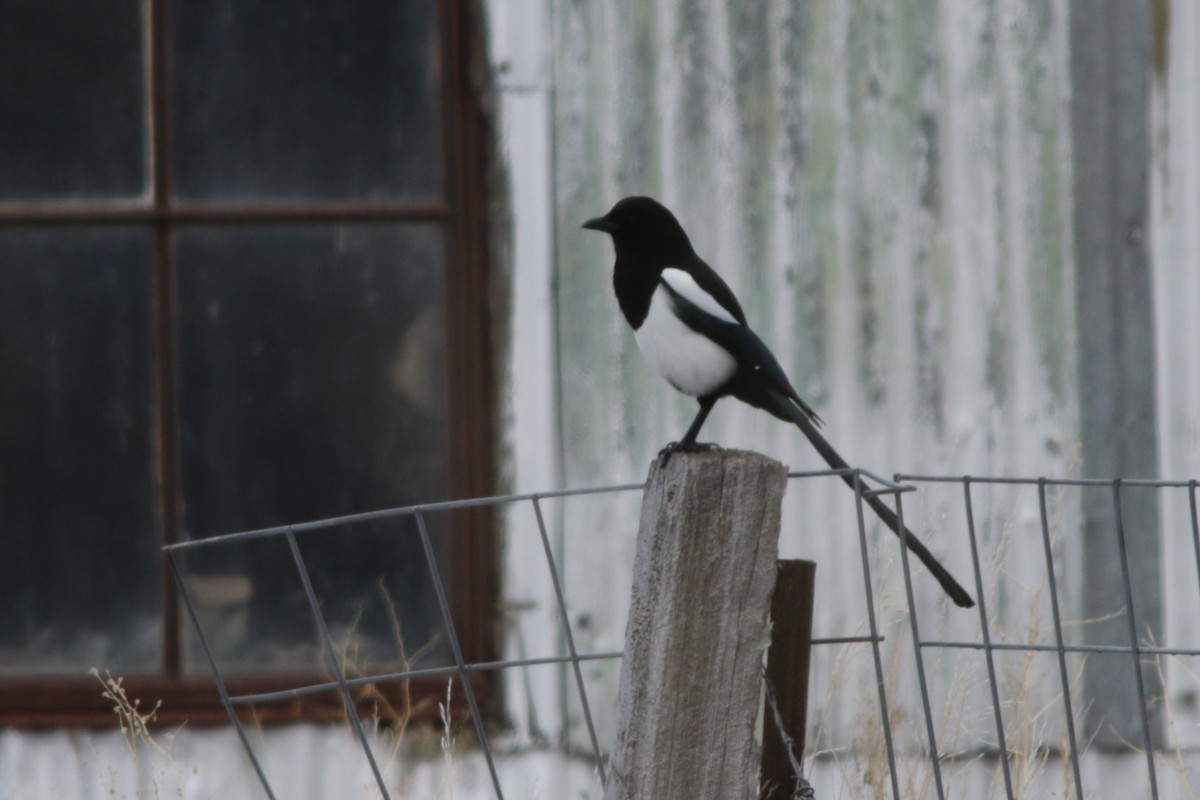 Black-billed Magpie - ML89576621