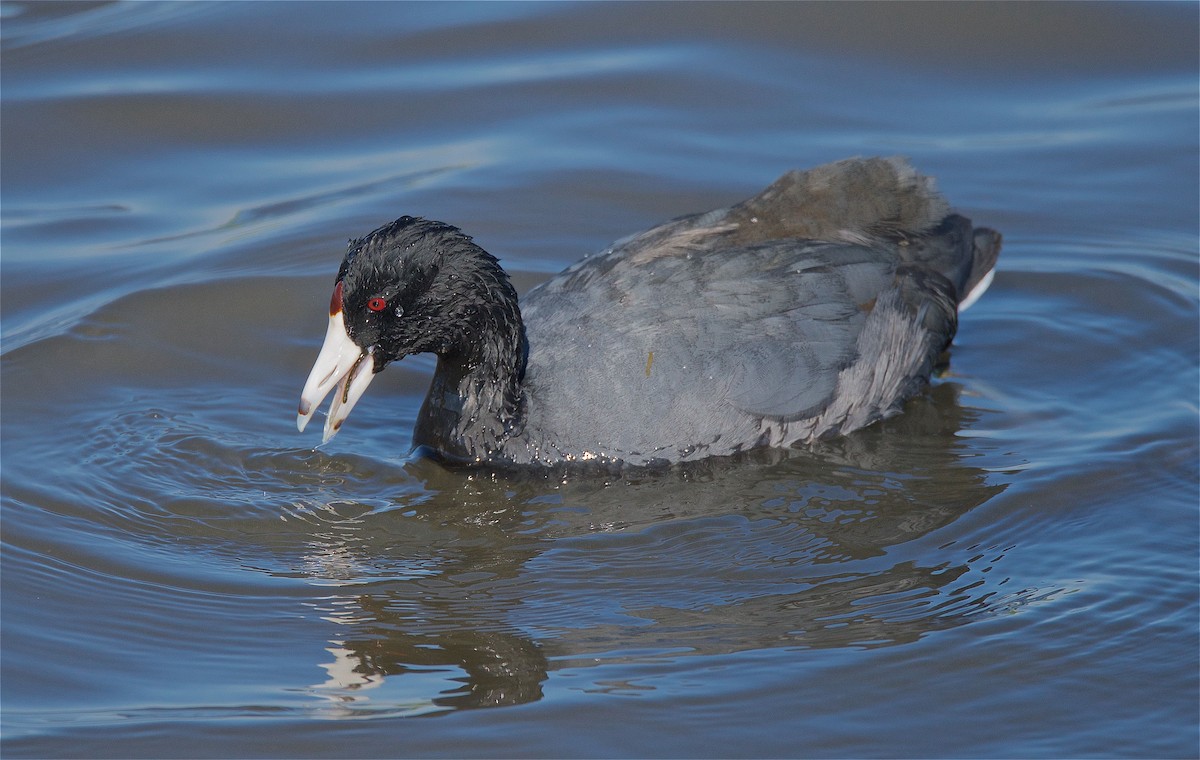 American Coot - ML89576901