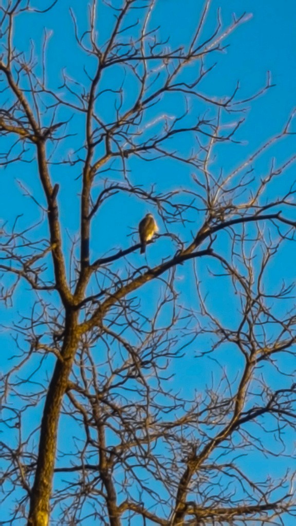 Cooper's Hawk - ML89580761