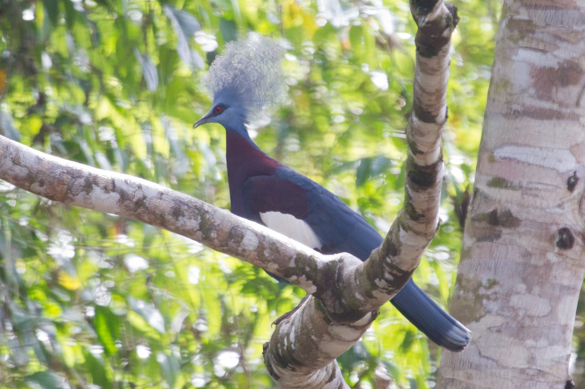 Sclater's Crowned-Pigeon - ML89581921