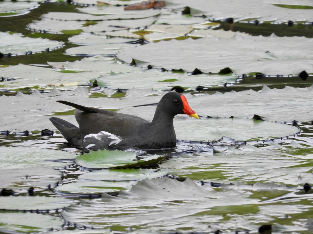 Eurasian Moorhen - ML89582351