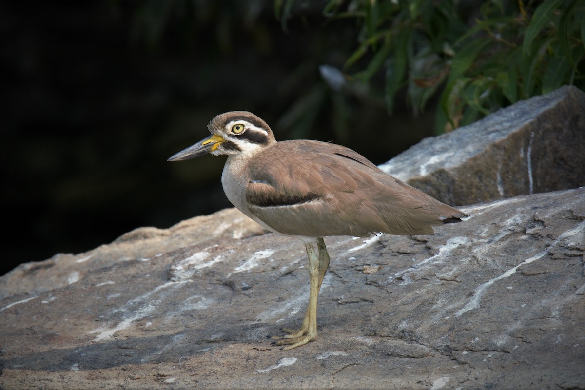 Great Thick-knee - ML89583451