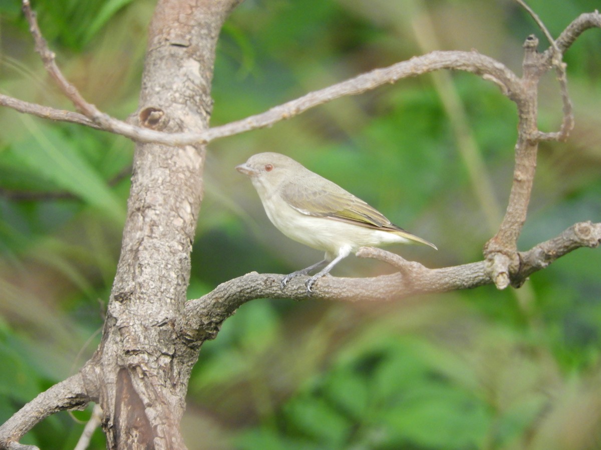 Thick-billed Flowerpecker - ML89583731