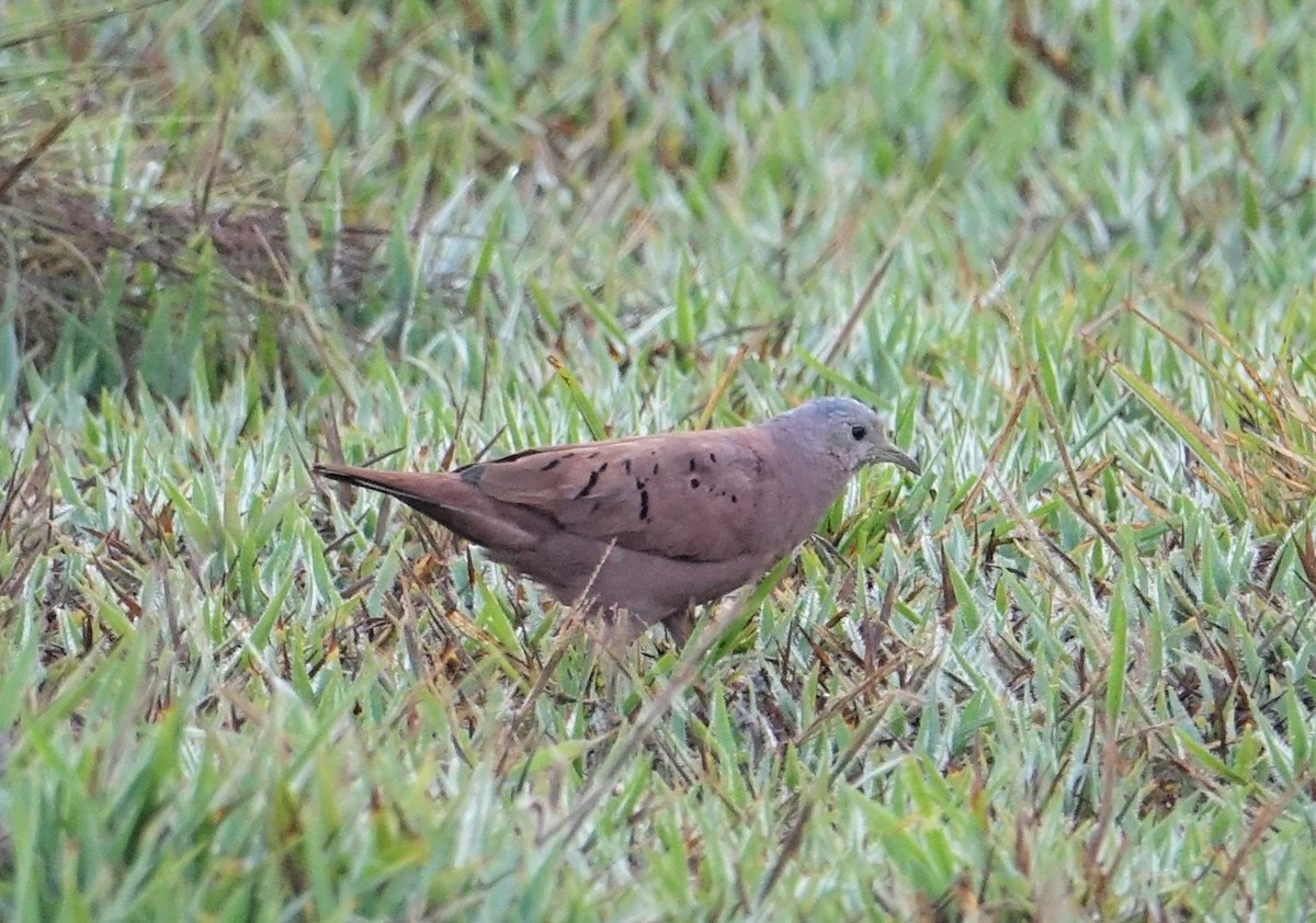 Ruddy Ground Dove - ML89584391