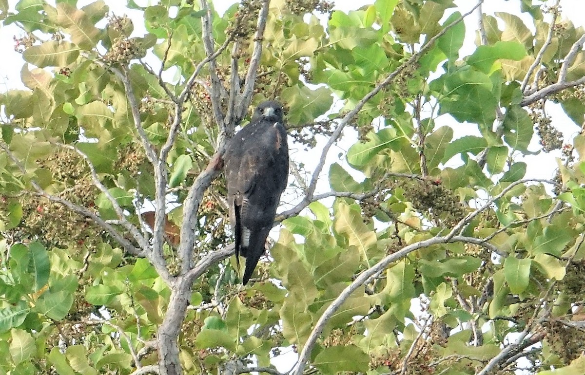 White-tailed Hawk - Ottavio Janni