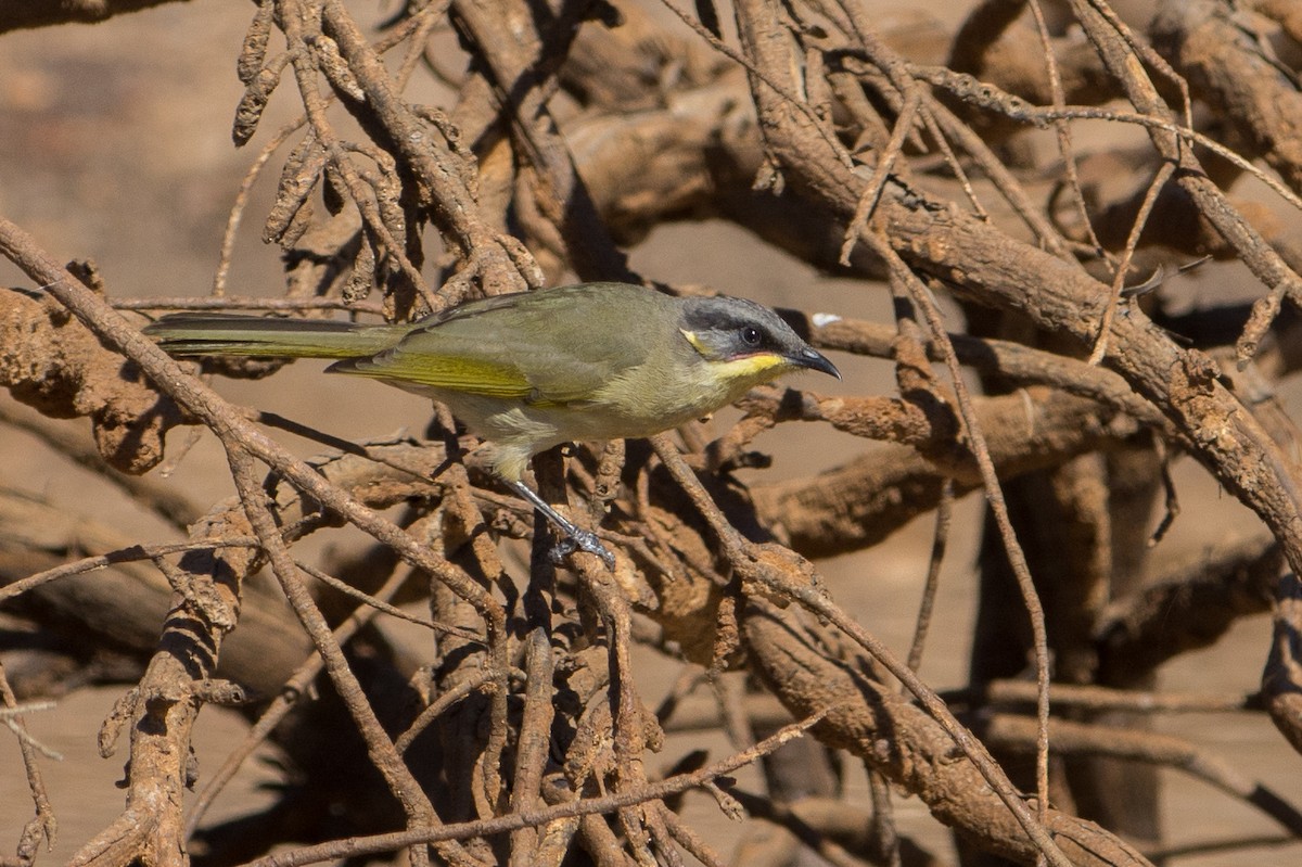 Purple-gaped Honeyeater - John  Van Doorn