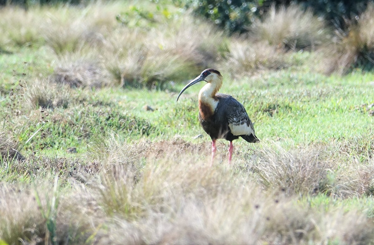 ibis bělokřídlý - ML89585461