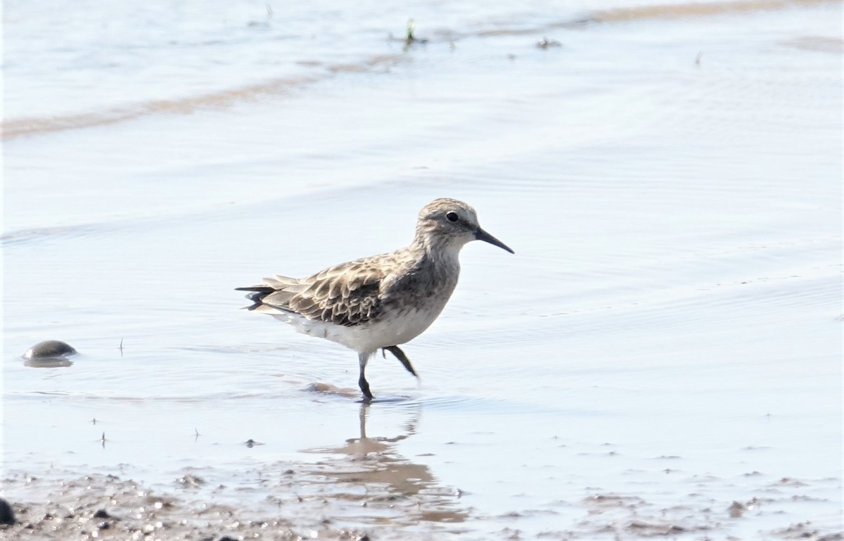 Least Sandpiper - Ottavio Janni