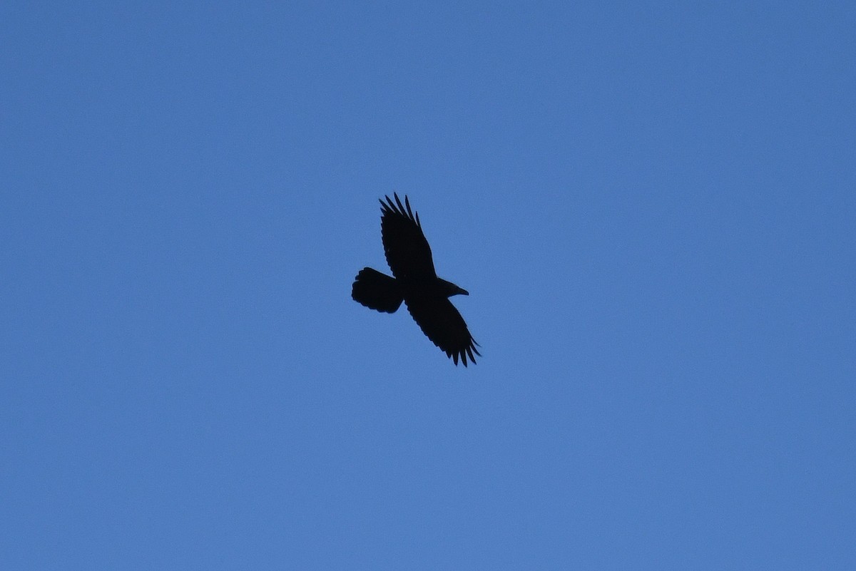 Common Raven - ML89587331