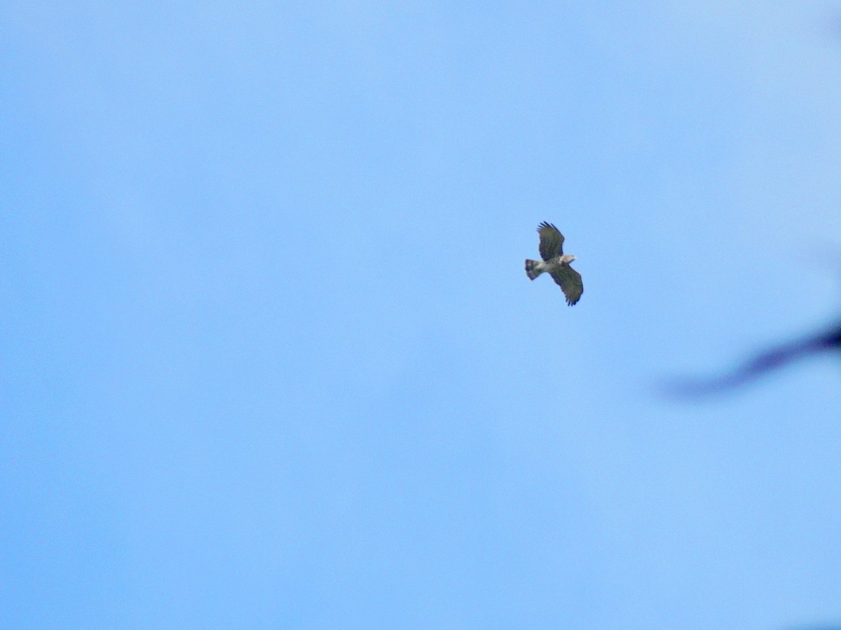 Short-toed Snake-Eagle - ML89588181