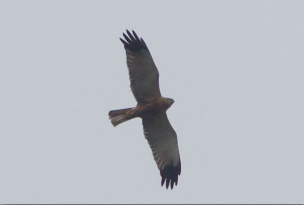 Western Marsh Harrier - ML89588221