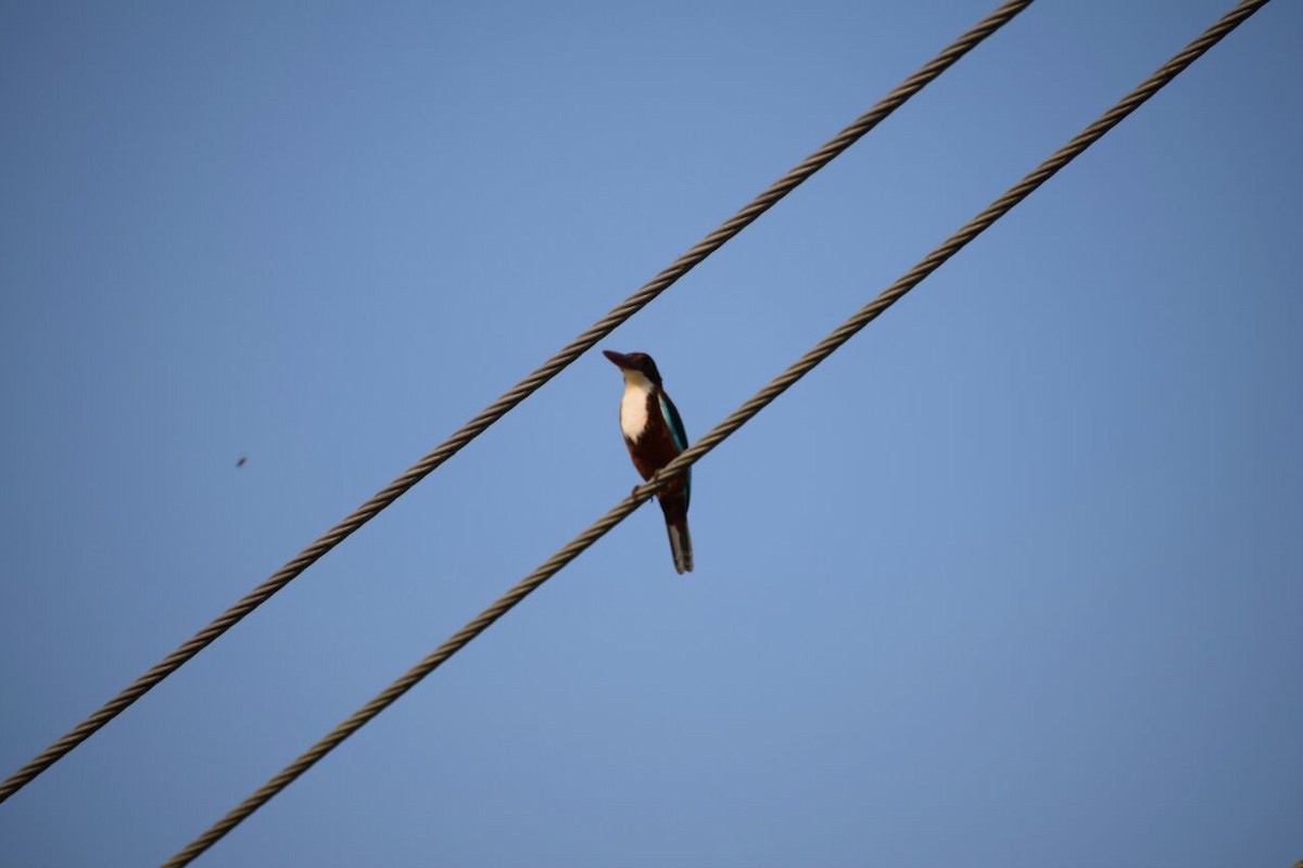 kastanjeisfugl - ML89589171