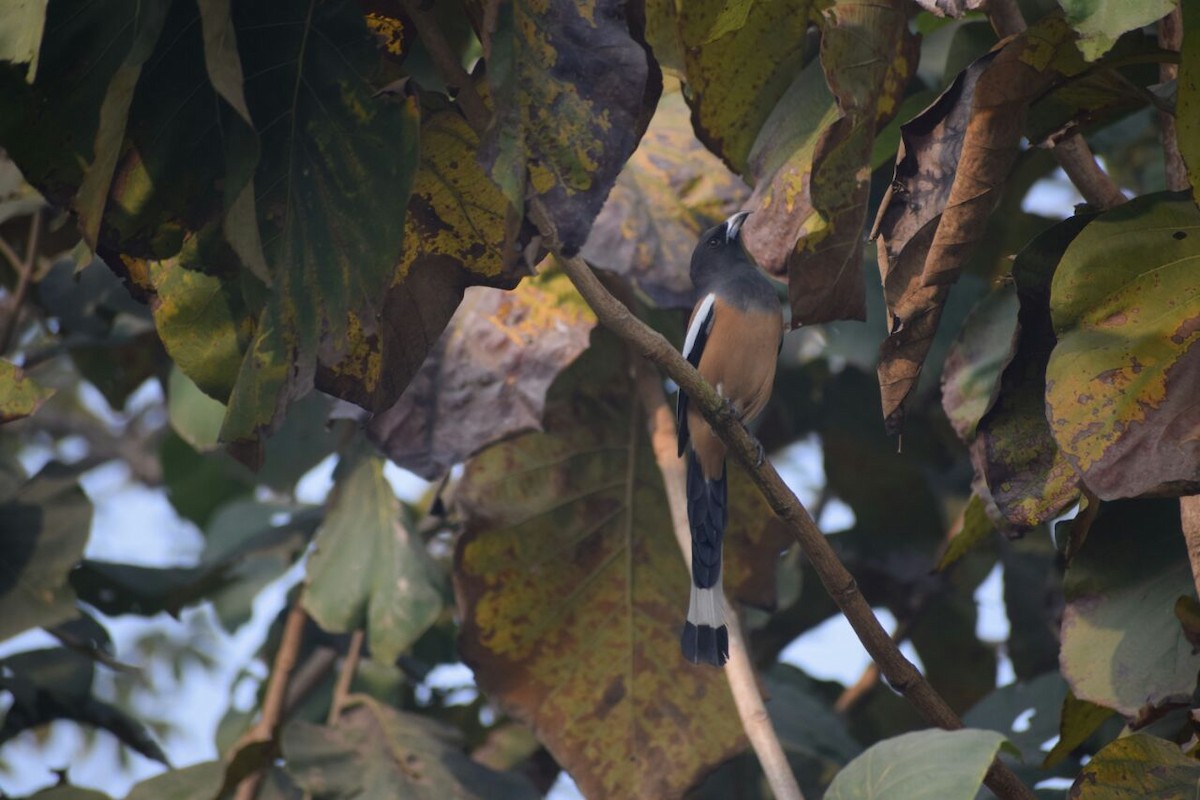 okerskjære - ML89589191