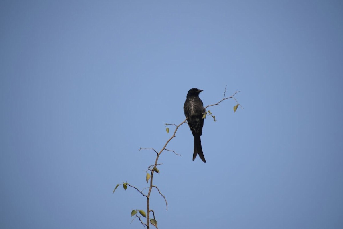 svartdrongo - ML89589251