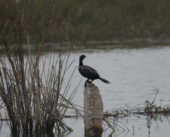 orientdvergskarv - ML89589311