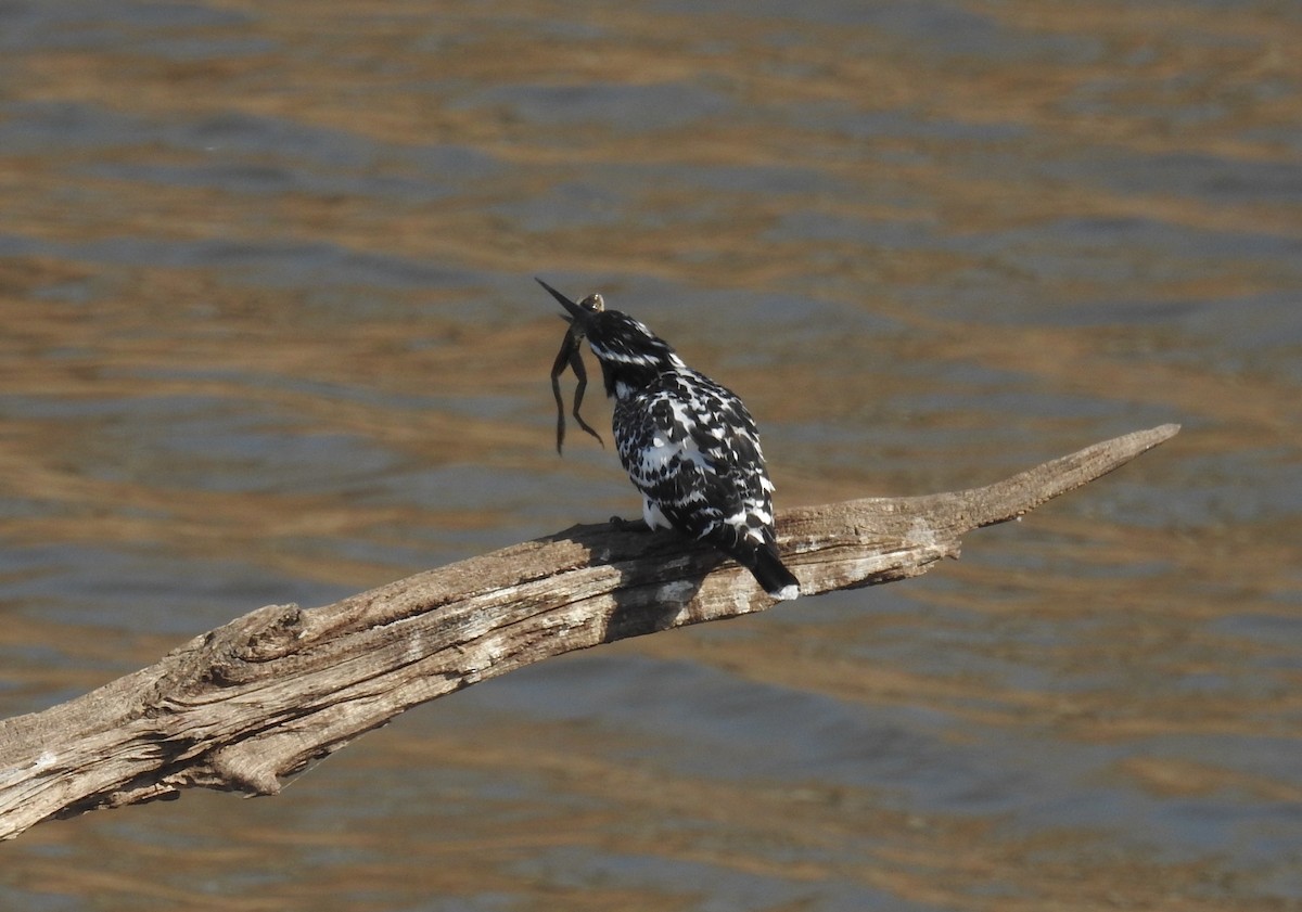 Pied Kingfisher - Mittal Gala