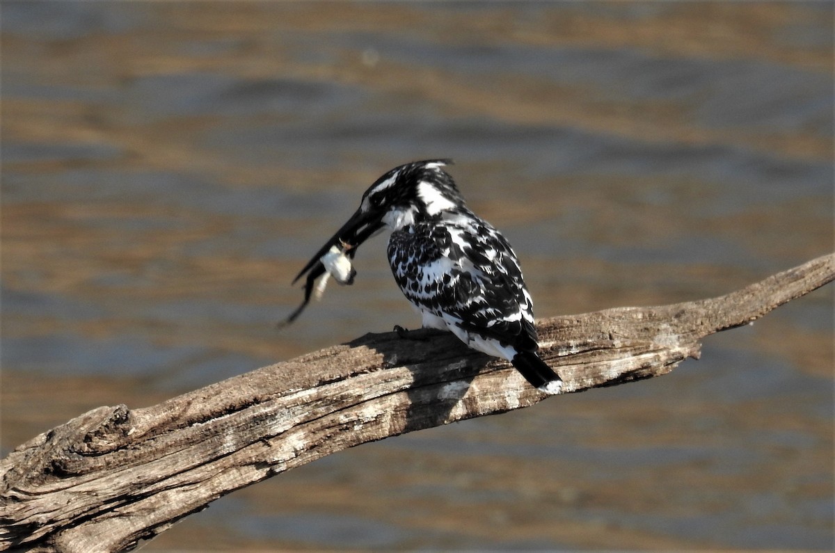 Pied Kingfisher - ML89589551