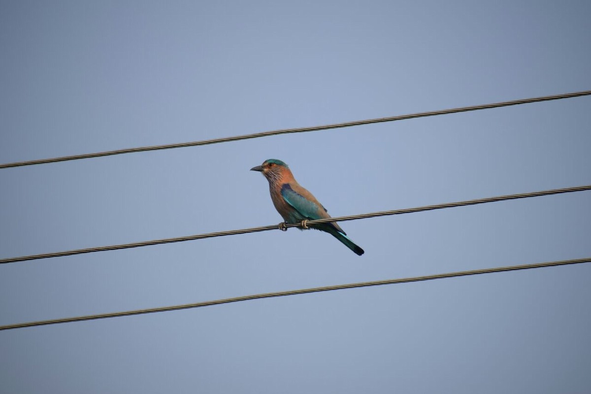 bengalråke - ML89590321