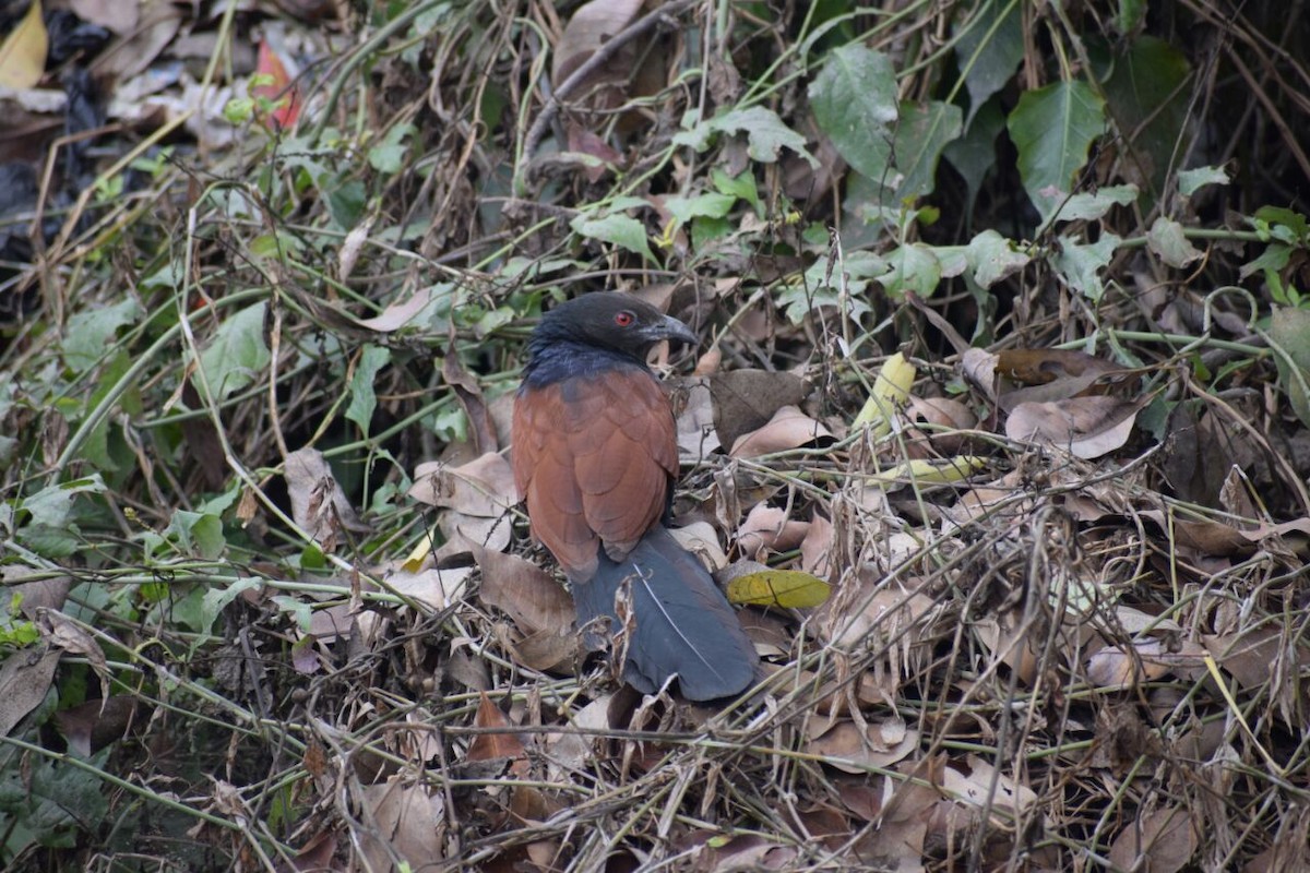 storsporegjøk - ML89590351