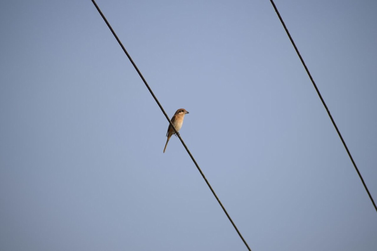 brunvarsler - ML89590581