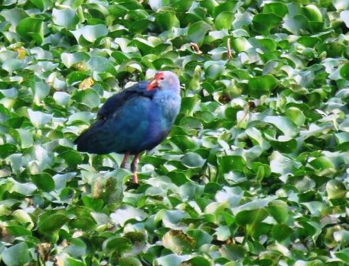 gråhodesultanhøne - ML89590731