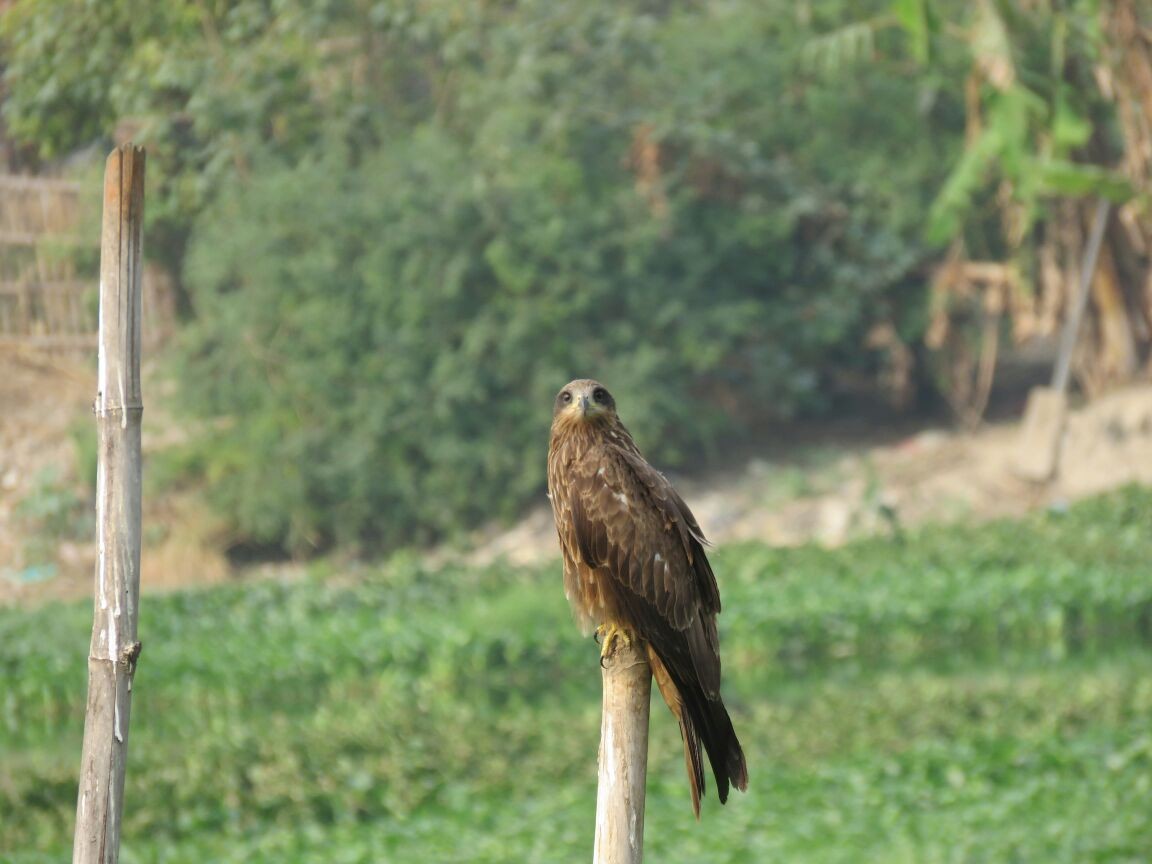 svartglente - ML89590861