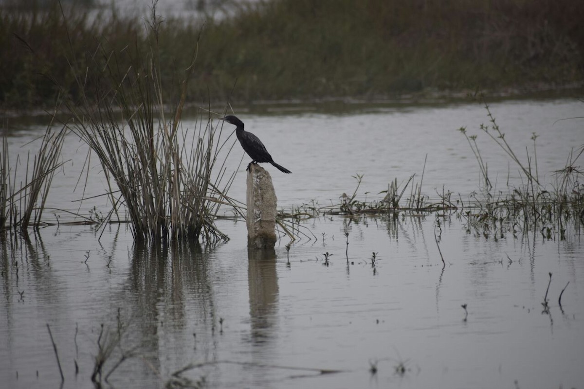 orientdvergskarv - ML89590921