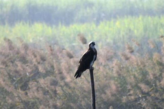 fiskeørn - ML89590971