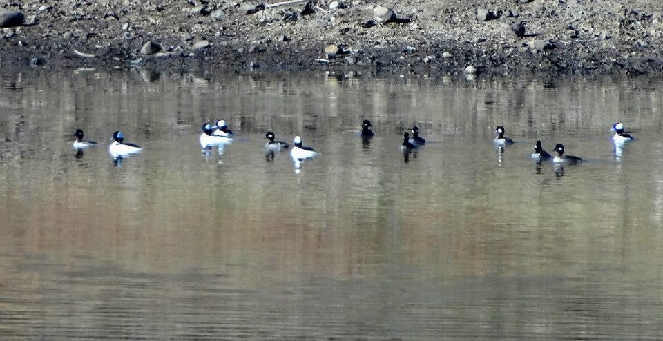 Bufflehead - Evan Pannkuk