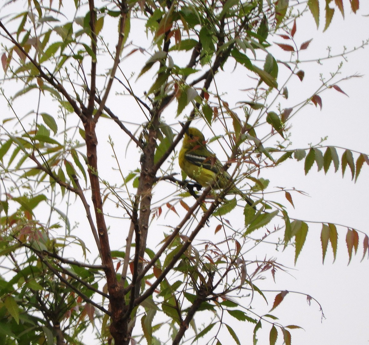 Common Iora - ML89591191