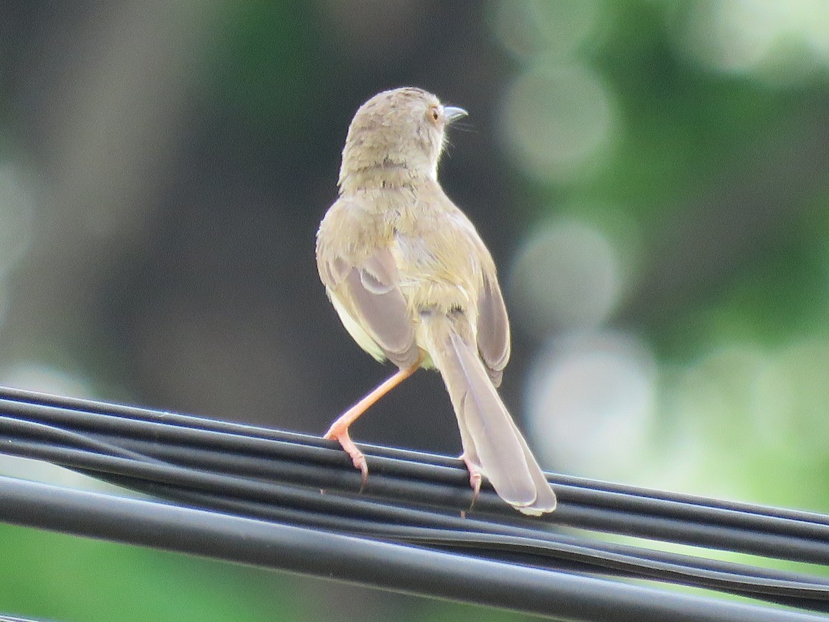 Plain Prinia - Jack Noordhuizen