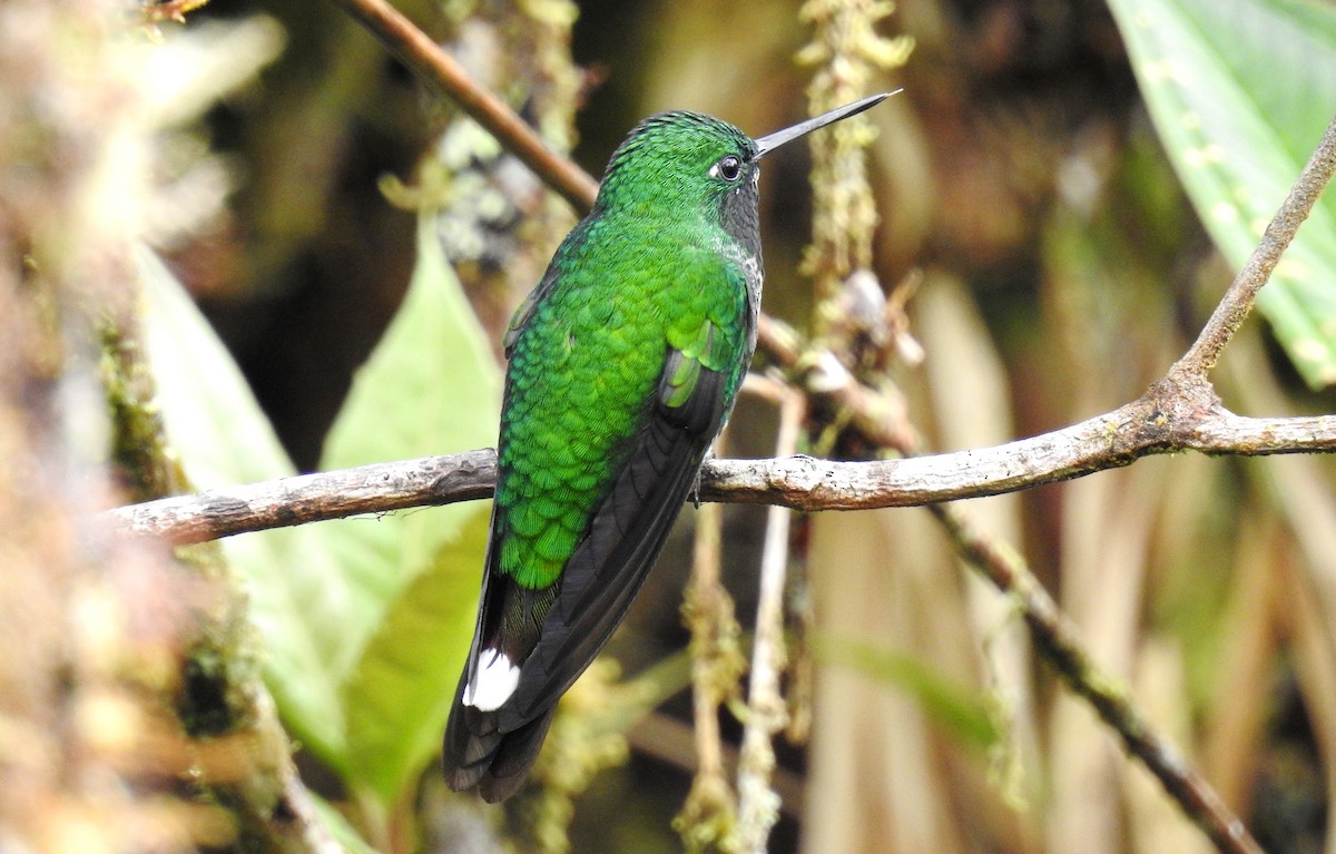 Rufous-vented Whitetip - Fernando Angulo - CORBIDI