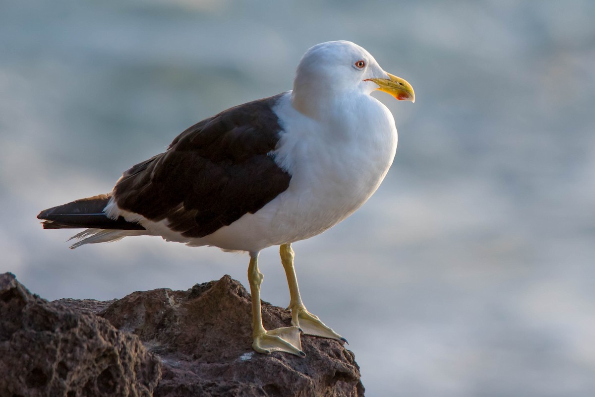 Gaviota Cocinera - ML89593291