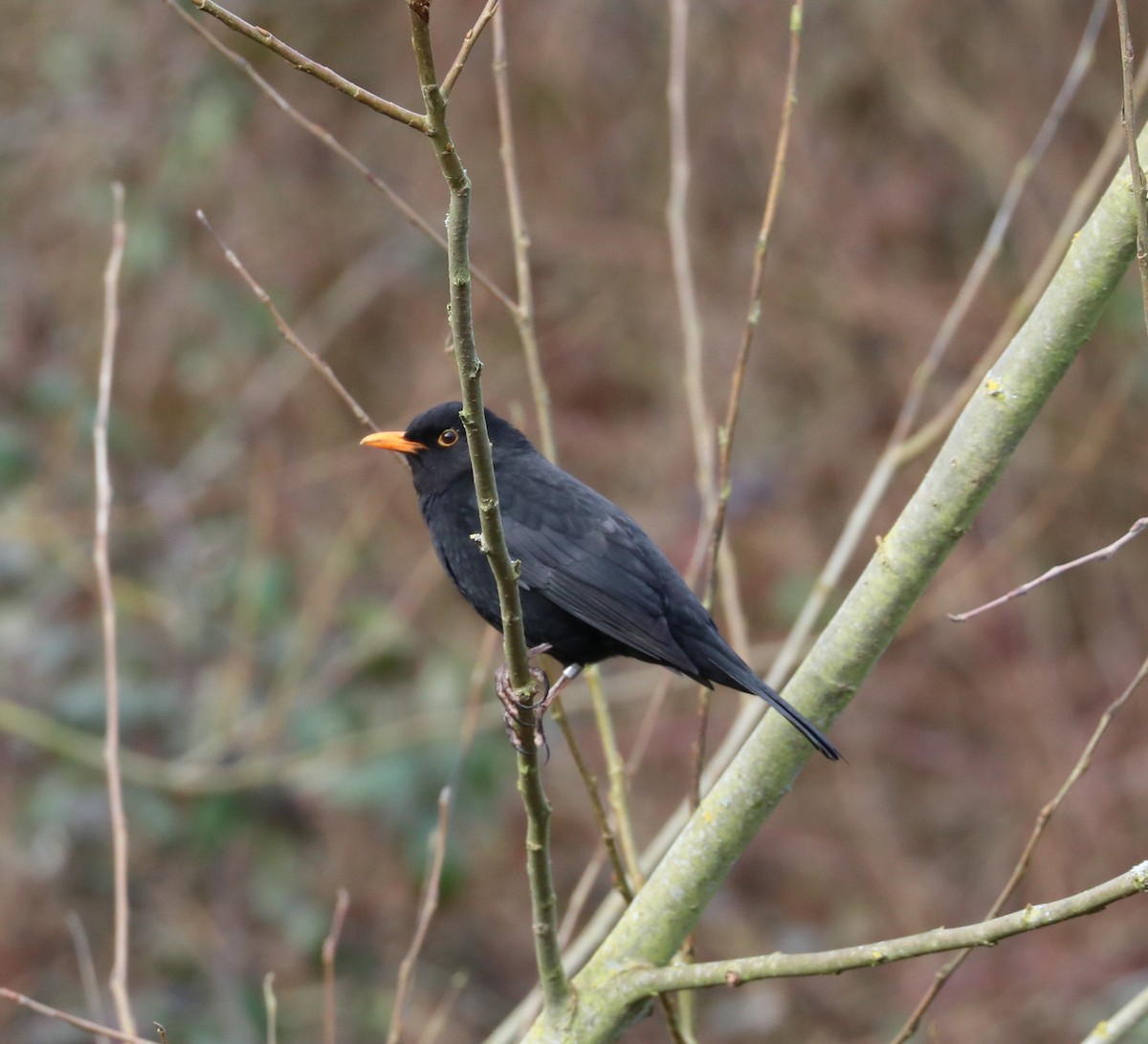 Eurasian Blackbird - ML89594371