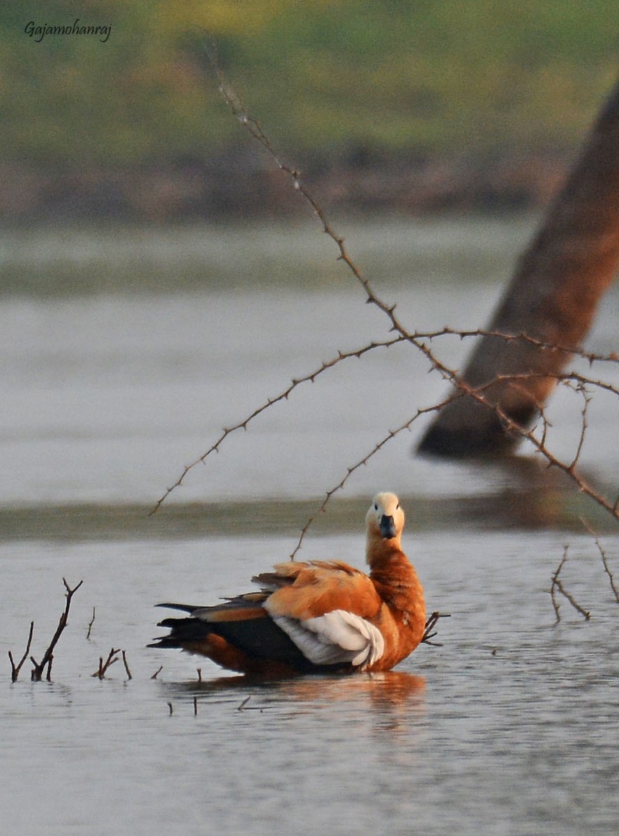 Ruddy Shelduck - Gaja mohanraj