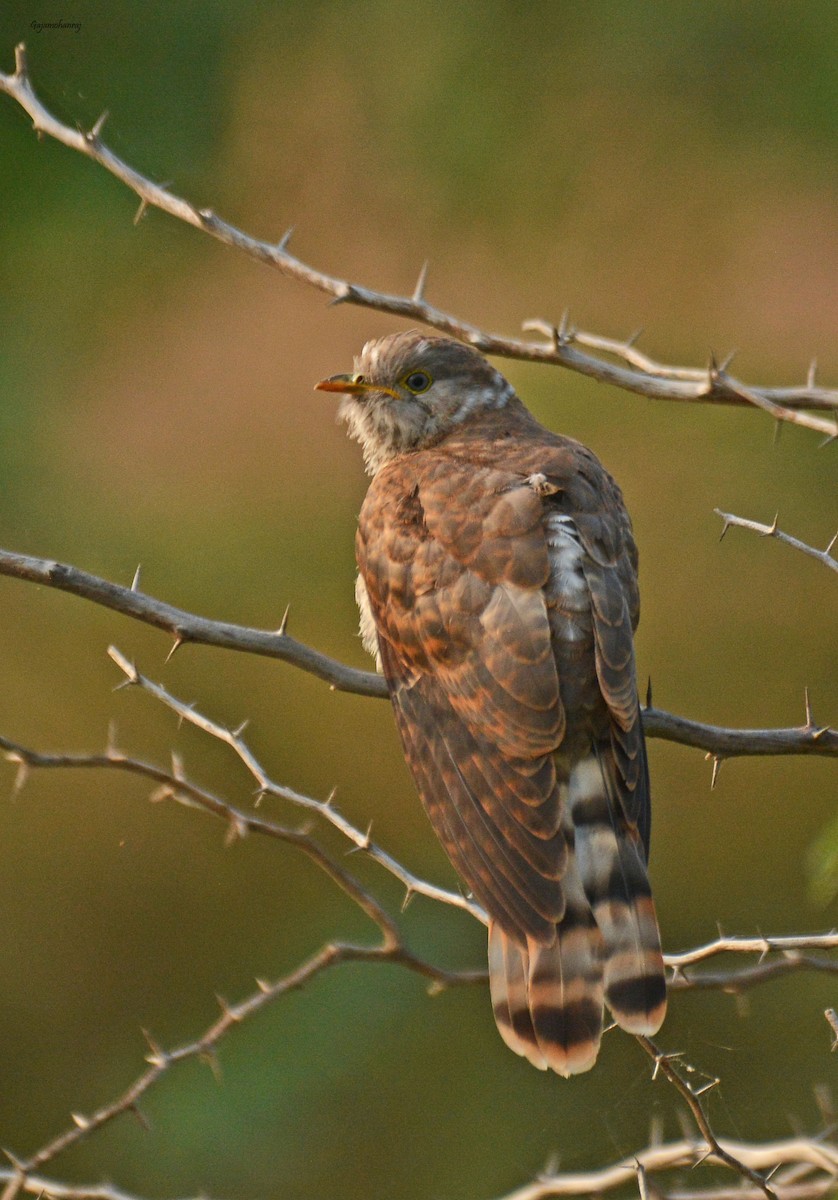 Common Hawk-Cuckoo - ML89596231