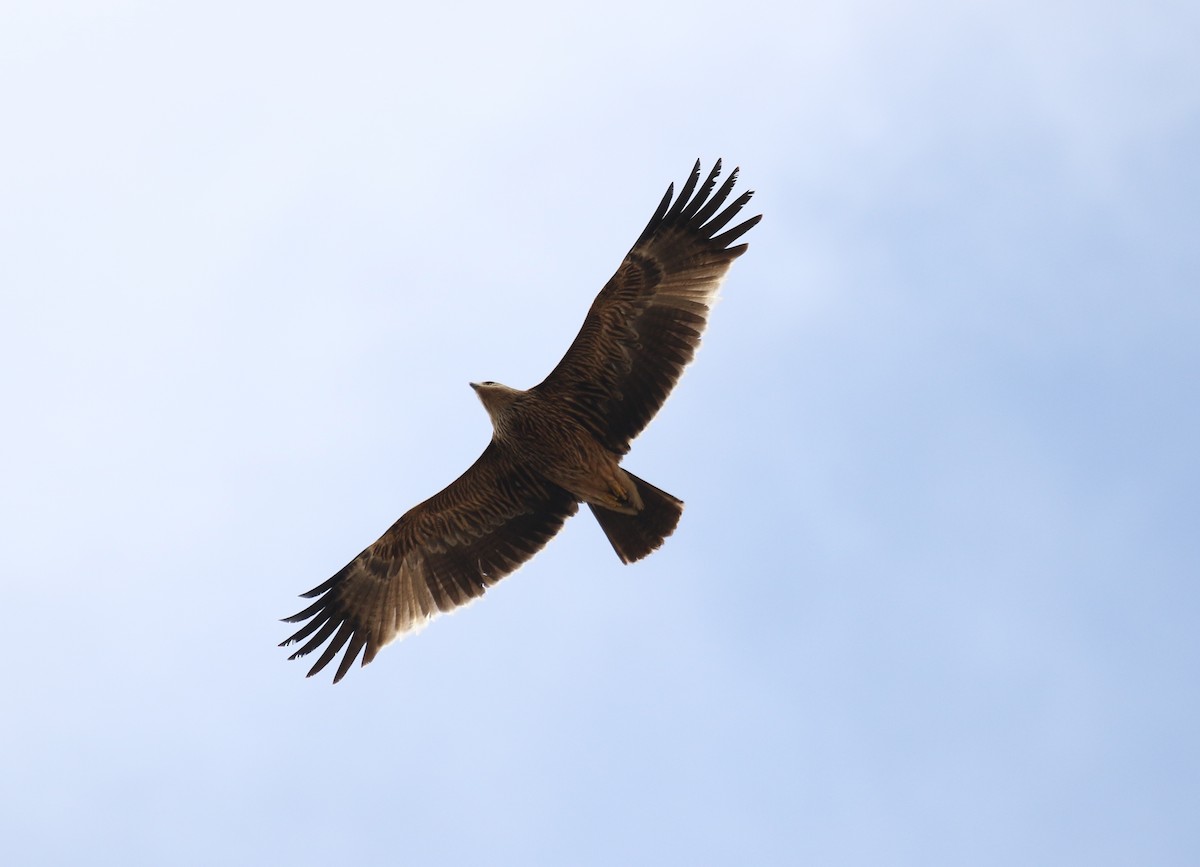 Imperial Eagle - Bassel Abi Jummaa