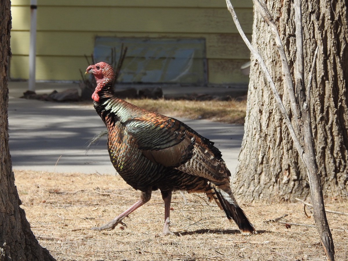 Wild Turkey - ML89597301