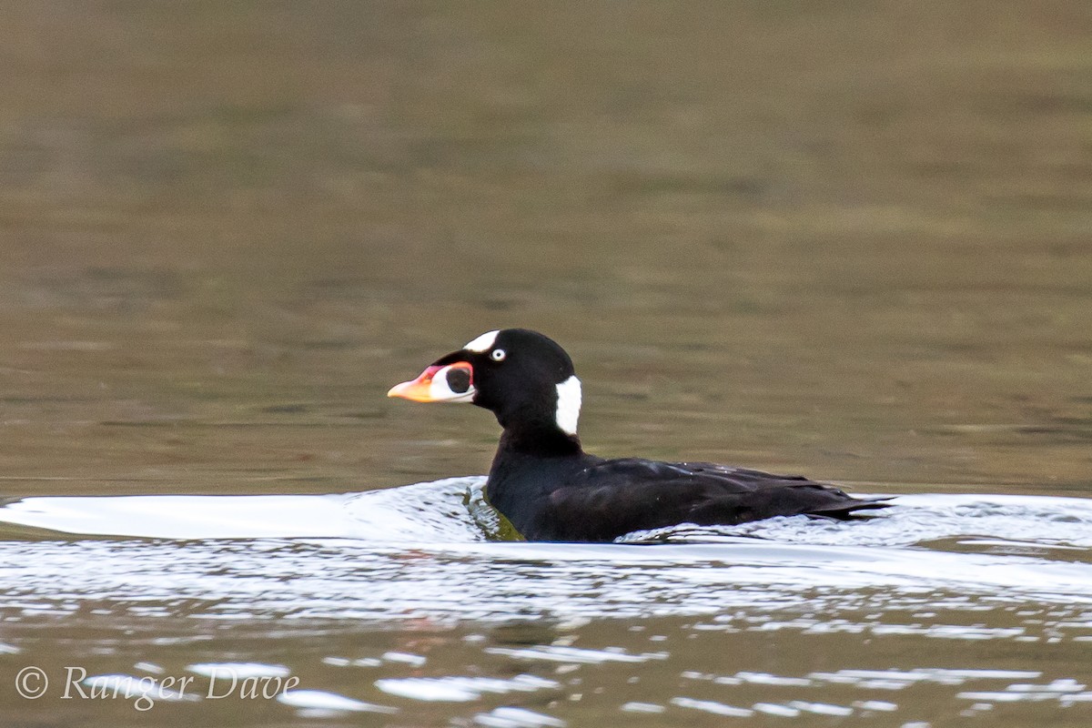 Surf Scoter - ML89598681