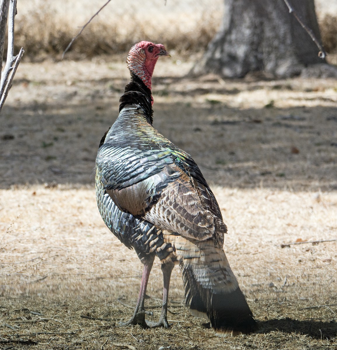 Wild Turkey - ML89600171